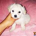 maltipoo puppy posted by NEW PUPPIES